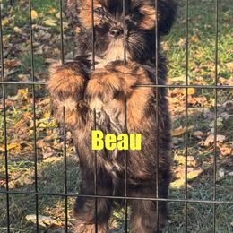 Beau - Red gold male Lhasa Apso puppy in Snover, Michigan from Lhasa Fur Life