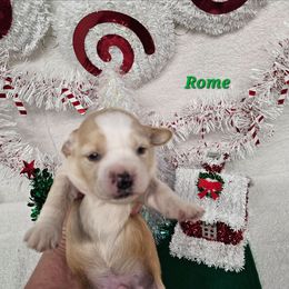 Rome - Gold and white male Tibetan Terrier puppy in Dorena, Oregon from Angel Tibetans Of Oregon