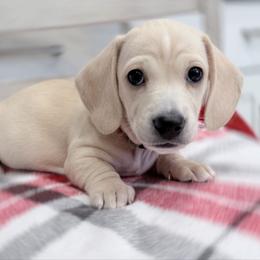 Allie pink collar - Cream female Dachshund puppy in Richmond, Virginia from Irresistible Dachshunds & Cavaliers