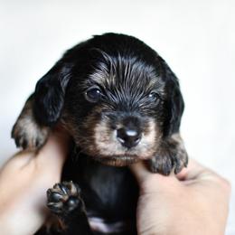 Rose - Black and cream female Dachshund puppy in Youngstown, Florida from Paradox Dachshunds