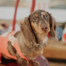 Oaklee - Dachshund