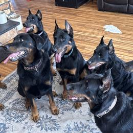 Beaucerons from Beaucerons of Tempete De Hope