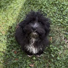 Shiloh - Black & white male Maltipoo puppy in Lancaster, Kentucky from Dream Paws Puppies, LLC