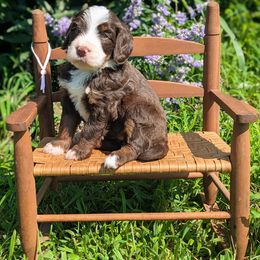Summer - Tri-color female Bernedoodle puppy in Mount Pleasant, Tennessee from Amy Brewer