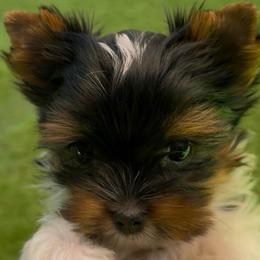 Tiny Boy pup out of AKC Champs - Black tan and white male Biewer Terrier puppy in Rocklin, California from Precious Jewels Biewer Terriers