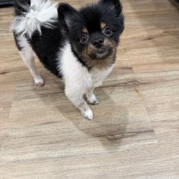 Pomeranian puppies from Luxury Poms