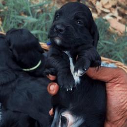 Shadow - Black male Dachshund puppy in Los Angeles, California from Mini Doxies R Us