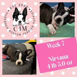 Nirvana - Black and white female Boston Terrier puppy in Jupiter, Florida from CJM Boston and Boxer Puppies