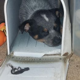 Australian Cattle Dog Puppies from LoveAHeeler