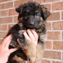 Black collar - Black and red male German Shepherd puppy in Mount Vernon, Missouri from German Haus German Shepherds LLC