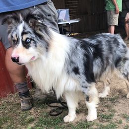 Bannock - Australian Shepherd