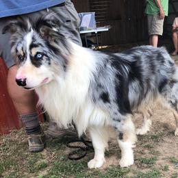 Bannock - Australian Shepherd