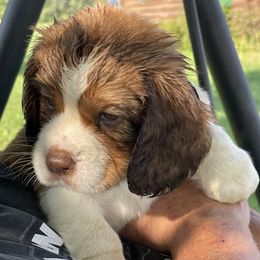 English Springer Spaniels from Log Cabin Springers