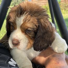 English Springer Spaniels from Log Cabin Springers