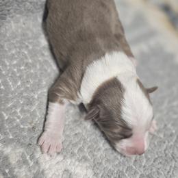 Girl 4 - Red merle female Miniature Australian Shepherd puppy in Bend, Oregon from Badlands Toy and Mini Aussies