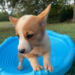 Jimmy - Red male Pembroke Welsh Corgi puppy in Apison, Tennessee from Ashmore Corgis