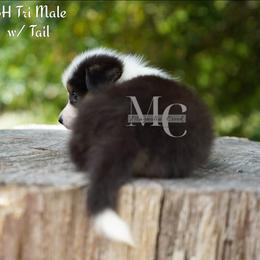 Jersey (Tri Male w Tail) - Black and tan male American Corgi puppy in Straughn, Alabama from Magnolia Creek Corgis