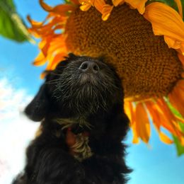 Portuguese Water Dog Puppies from Yellowstone Porties