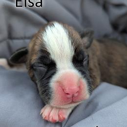 Elsa - Aqua Paw Prints - Brindle female Boxer puppy in Sherrill, Iowa from Balltown Boxers