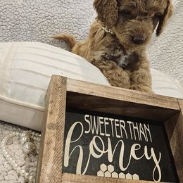 Goldendoodle Puppies from Pemberley Puppies