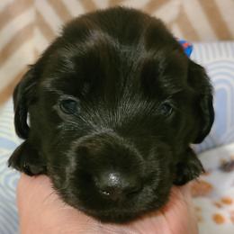 Johnny - Black male Dachshund puppy in Waynesboro, Tennessee from Owl Hollow Farm Miniature Dachshunds