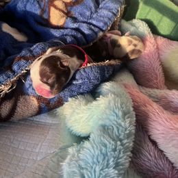 Bulldog Puppies from Jesus Santiago