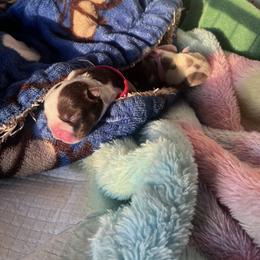 Bulldog Puppies from Jesus Santiago