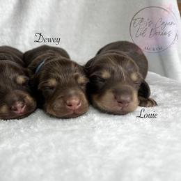 Dachshund Puppies from EB's Cajun Lil' Doxies