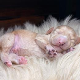 Ciro - Cream male Dachshund puppy in Washburn, Tennessee from Clinch Mountain Dachshunds