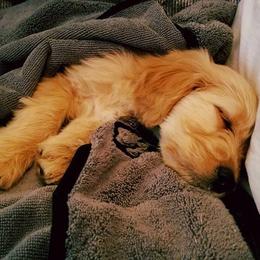 Goldendoodle Puppies from South Paw Doodles