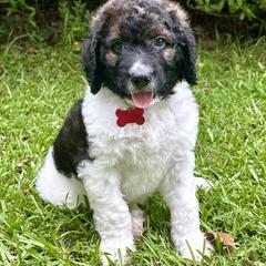 Goldendoodle and Saint Berdoodle Puppies from Southern Doodles of Eastern North Carolina
