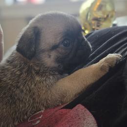 Waffle - Fawn male Pug puppy in Cincinnati, Ohio from Pugs513
