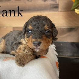 Aussiedoodle, Bernedoodle, Poodle, and Sheepadoodle Puppies from Draper Mountain Doodles