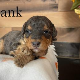Aussiedoodle, Bernedoodle, Poodle, and Sheepadoodle Puppies from Draper Mountain Doodles