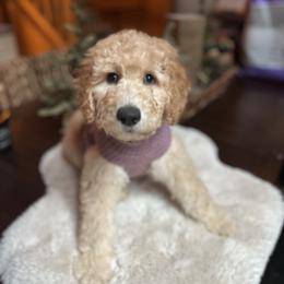 Goldendoodle Puppies from Lundee Doodles