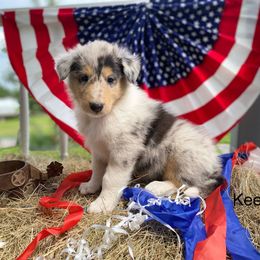 Keely - Blue merle female Collie puppy in Hinckley, Minnesota from Rusty Spur Collies