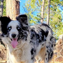 Charm - White and blue merle female Border Collie puppy in Newton, South Dakota from Pinpoint Border Collies