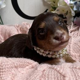 Love - Chocolate and tan female Dachshund puppy in Fayetteville, West Virginia from Loop Creek Dachshunds