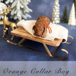 Orange Collar Boy - Red  male Poodle puppy in Charlotte, North Carolina from Bruno & Co. Puppies