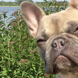 French Bulldogs from French Angells French Bulldogs