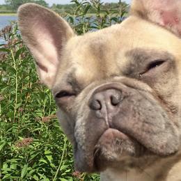 French Bulldogs from French Angells French Bulldogs