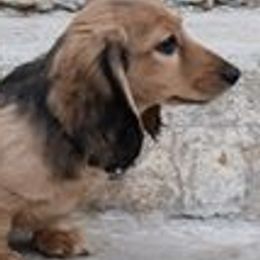 Dachshunds from Dashin' Dachsies