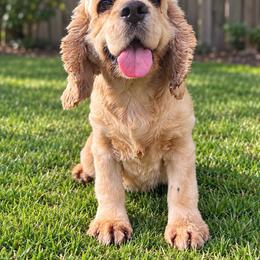 Raven - Cocker Spaniel
