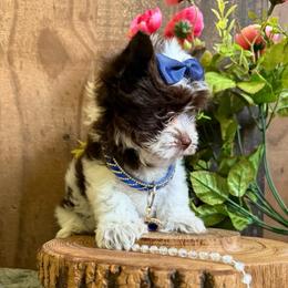 Versace - Chocolate, tan and white male Yorkshire Terrier puppy in Howe, Oklahoma from Ray Holder