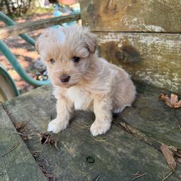 Caramello(Mello) - Wheaten male Miniature Schnauzer puppy in Clover, South Carolina from Bobo’s Babies Kennels
