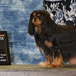 Cavalier King Charles Spaniels from F-Stop Cavaliers