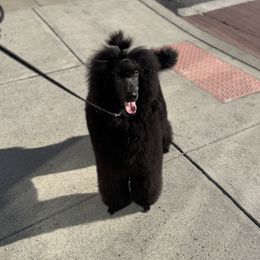 Cal aka Macallan - Black male Poodle puppy in Jersey City, New Jersey from JuVar Standard Poodles
