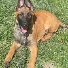 Bruno - Fawn male Belgian Malinois puppy in Egg Harbor Township, New Jersey from Ever Loyal K9 Training