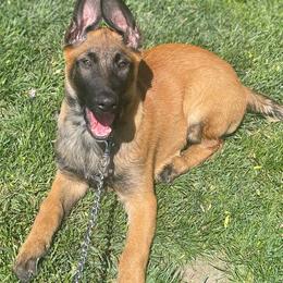 Bruno - Fawn male Belgian Malinois puppy in Egg Harbor Township, New Jersey from Ever Loyal K9 Training