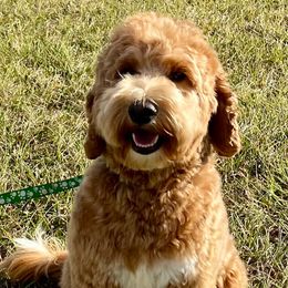Molly - Australian Labradoodle